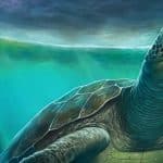 Leviathanochelys aenigmatica: la tartaruga più grande esistita %leviathanochelys aenigmatica: la tartaruga più grande esistitacount(title)% Leviathanochelys aenigmatica: la tartaruga più grande esistita