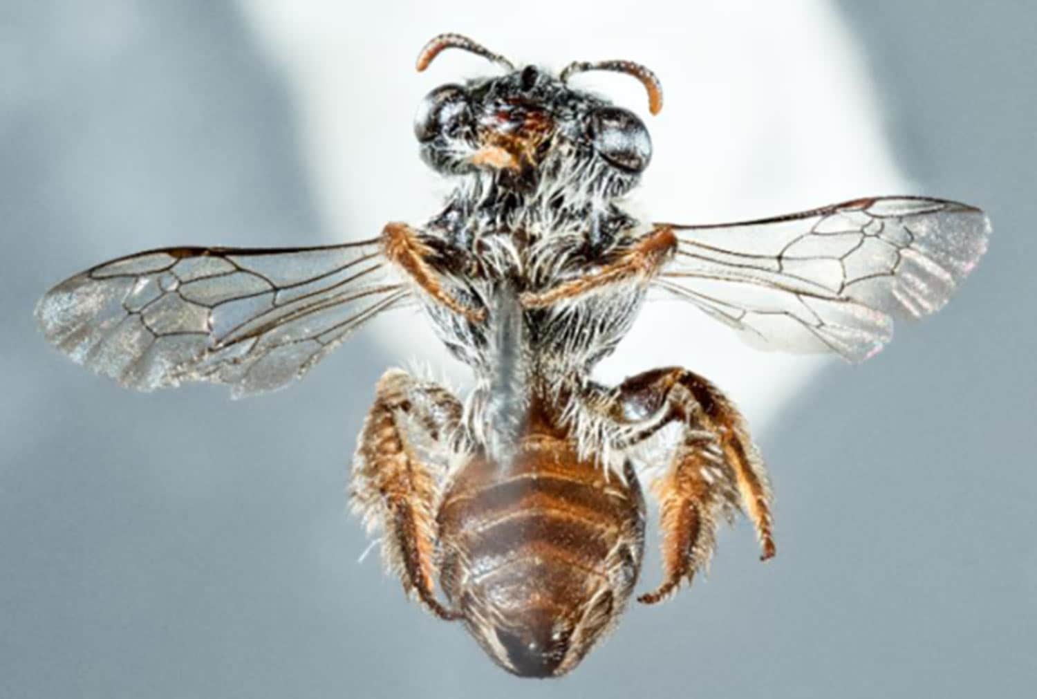 Nuova specie di ape di circa 6mm scoperta in australia