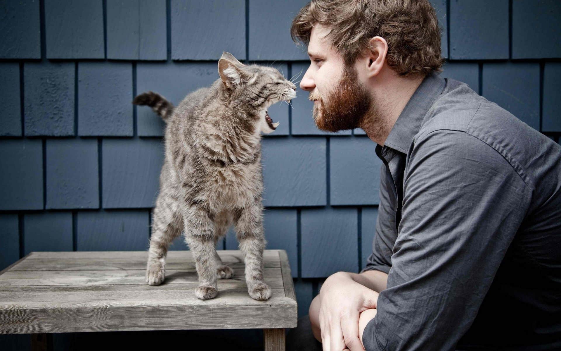 Gatti | parlare con gli animali