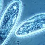 Protisti: aggiungono 1 nuovo tassello al menù della vita