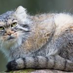 Gatti: la genetica svela il primo addomesticamento