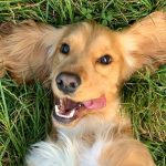 Le radici antiche del nostro cane: cosa il dna rivela sulla domesticazione %le radici antiche del nostro cane: cosa il dna rivela sulla domesticazionecount(title)% Le radici antiche del nostro cane: cosa il dna rivela sulla domesticazione