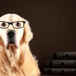 Razza canina più intelligente: 2º posto per i border collie