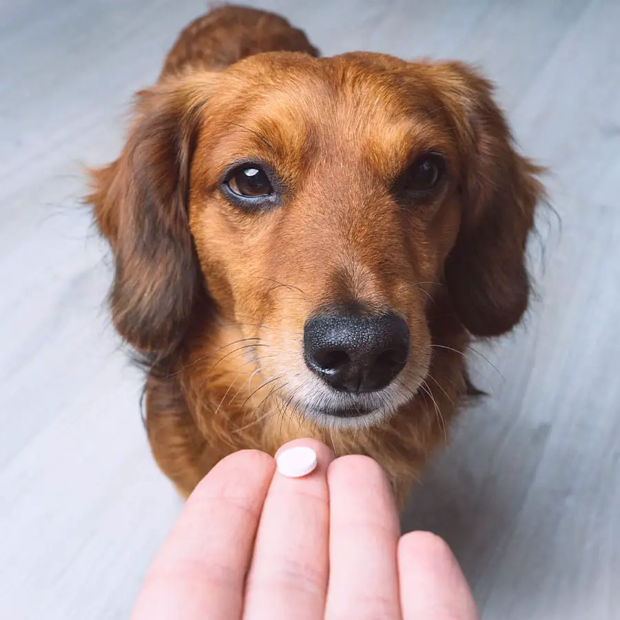 Pillola antietà per cani