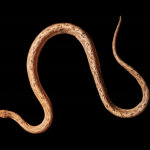 Tropidophis cacuango: scoperto nuovo boa nano