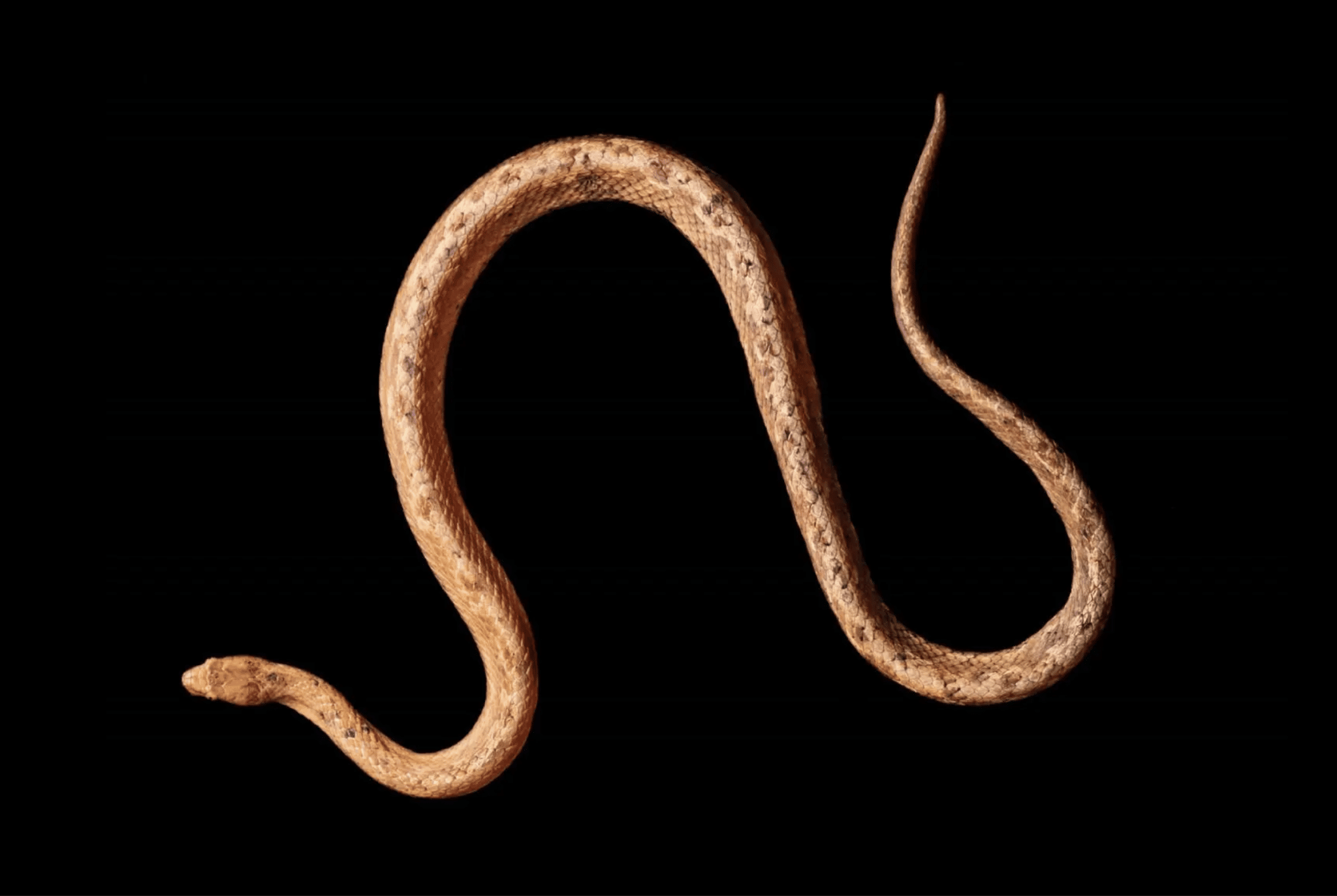 Tropidophis cacuango