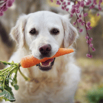 Dieta vegana per i pet: 1º studio per un verdetto