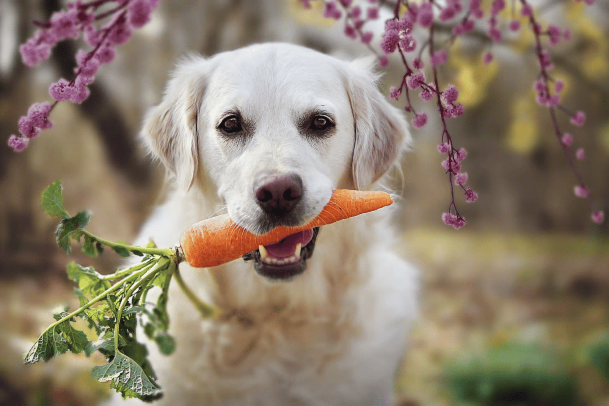 Dieta vegana per i pet