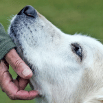 Pillola antietà per cani: anche loro arriveranno a 100 anni?