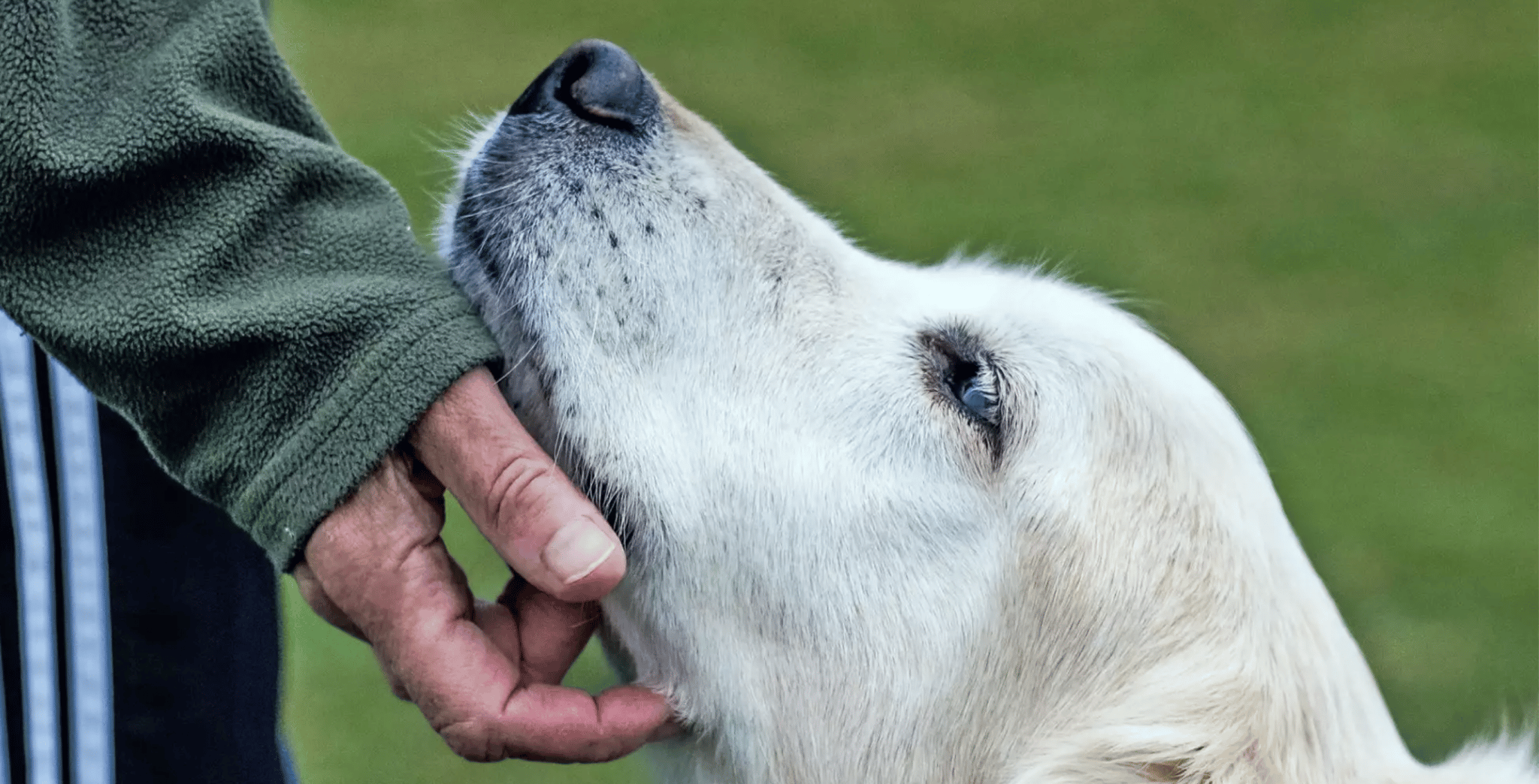 Pillola antietà per cani, cani avvelenati