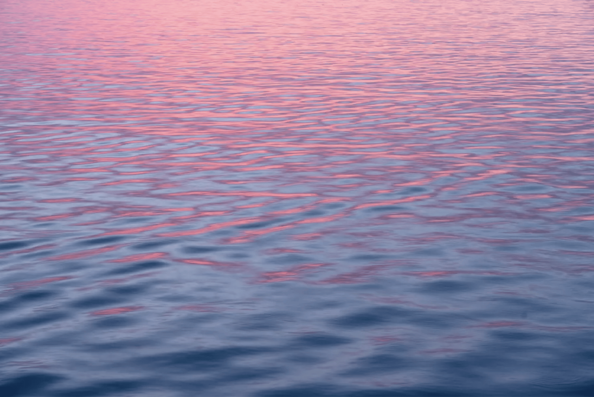 Oceano rosa in california