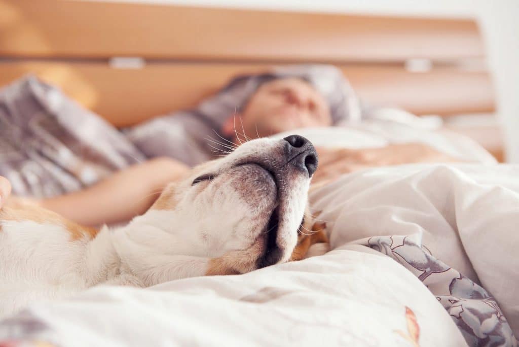 Dormire con il proprio cane