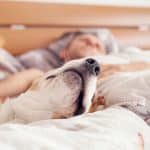 Dormire con il proprio cane: un pericolo per i nostri pet?