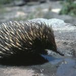 Tachyglossus aculeatus: resiste fino a 40º al sole, ma come?