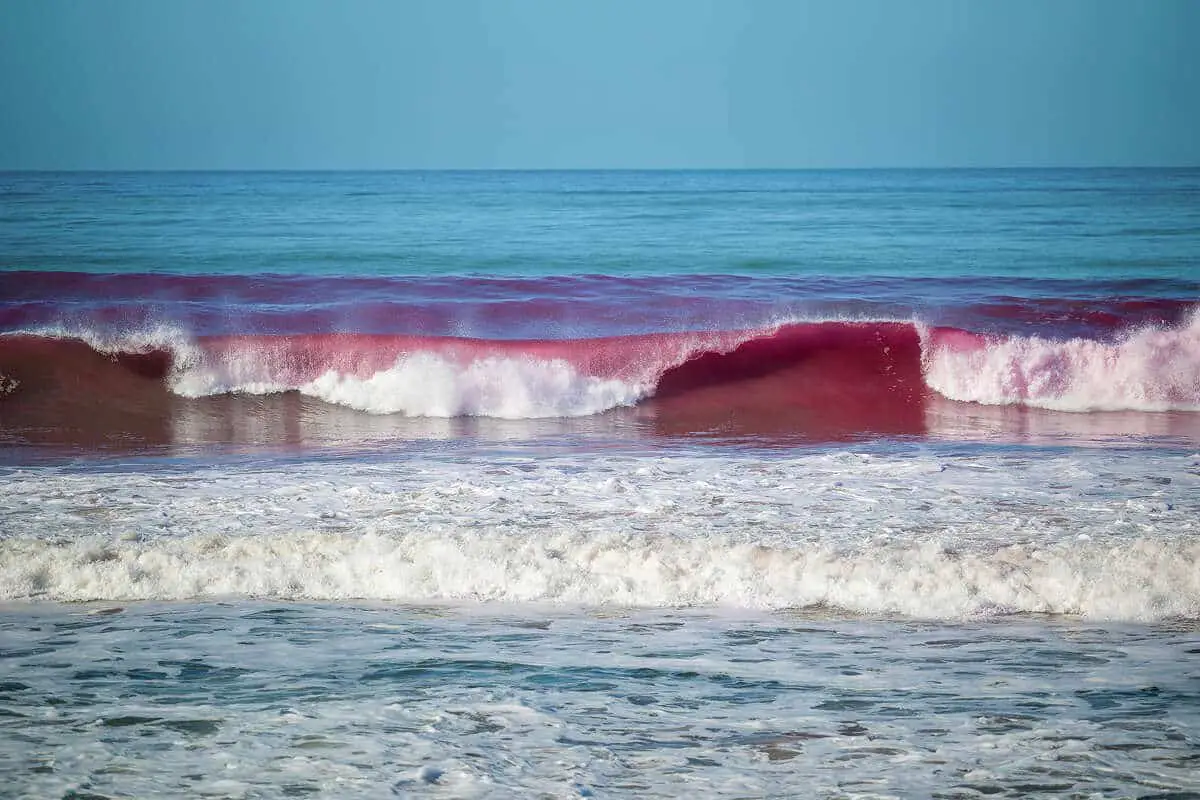 Oceano rosa in California
