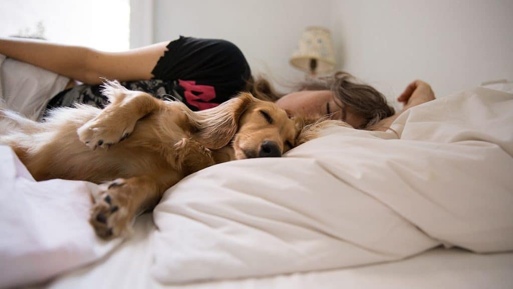 Dormire con il proprio cane