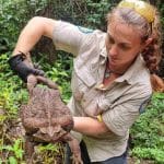 Toadzilla: il più grande rospo mai scoperto da quasi 3kg