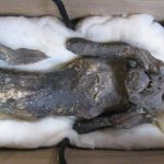 I tatuaggi della mummia siberiana che svelano l’arte segreta dei pazyryk