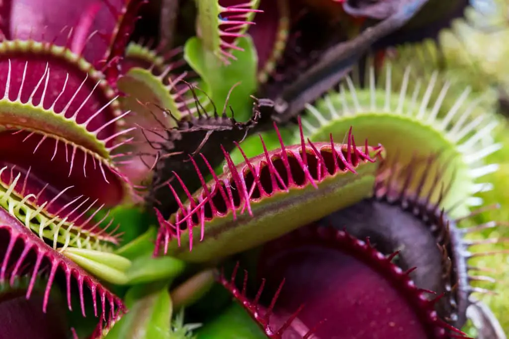 Scoperta la cabina di regia che guida l’evoluzione delle piante %scoperta la cabina di regia che guida l’evoluzione delle piantecount(title)% Piante carnivore