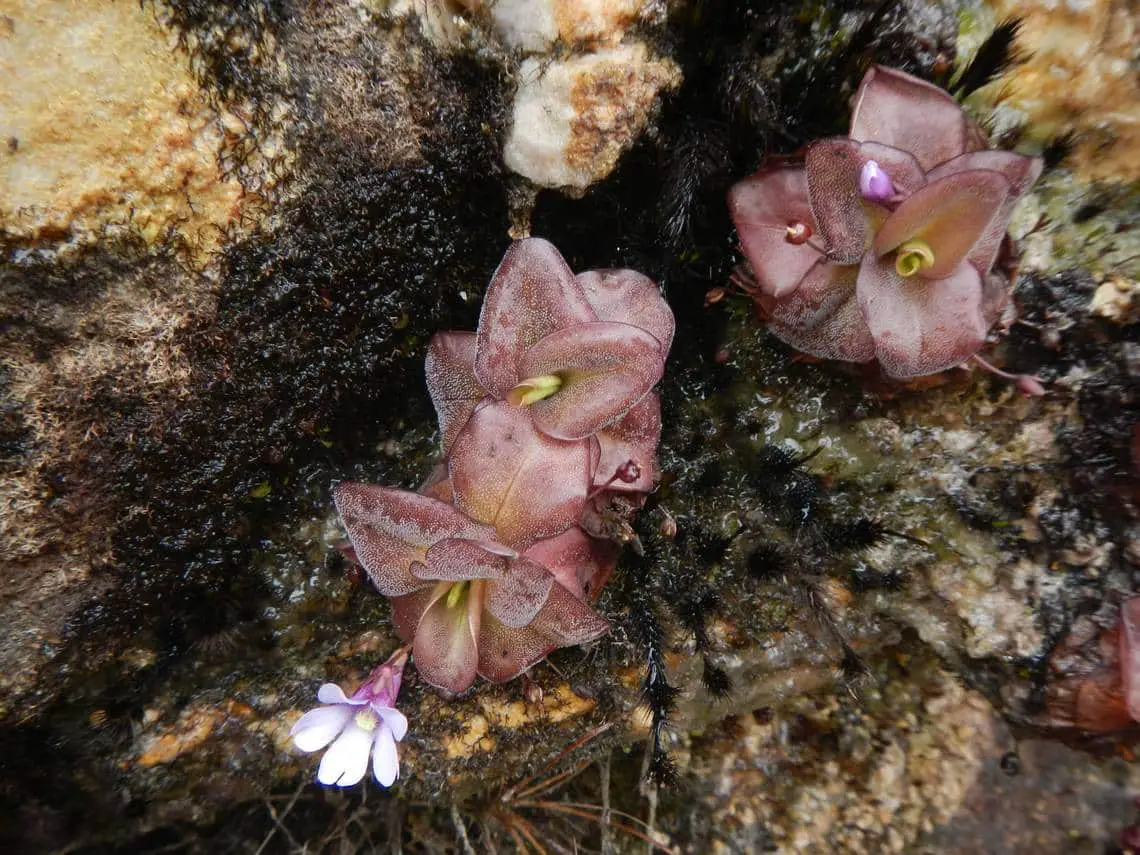 Pinguicula ombrophila