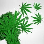 Marijuana