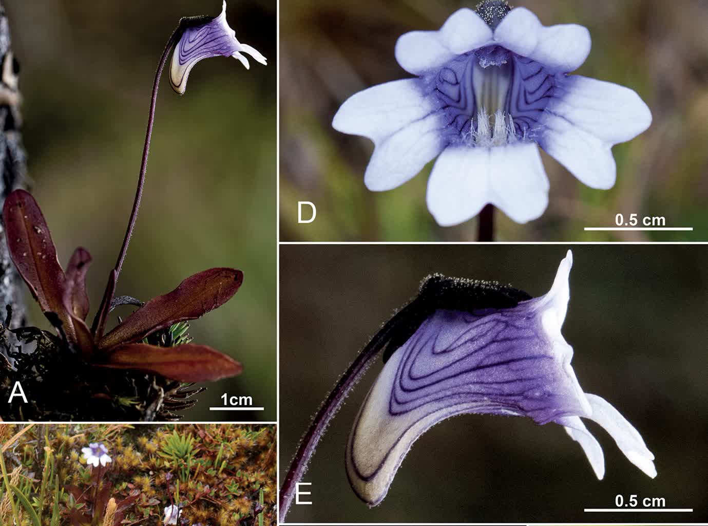 Pinguicula jimburensis