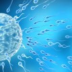 Gli spermatozoi hanno un orologio biologico nascosto nell’rna %gli spermatozoi hanno un orologio biologico nascosto nell’rnacount(title)% Gli spermatozoi hanno un orologio biologico nascosto nell’rna