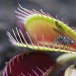 Piante carnivore: scoperte altre 2 nuove specie in ecuador %piante carnivore: scoperte altre 2 nuove specie in ecuadorcount(title)% Piante carnivore: scoperte altre 2 nuove specie in ecuador