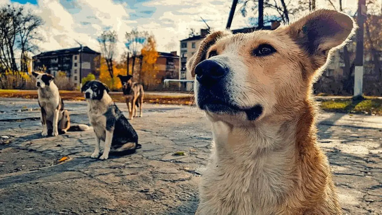 Cani di Chernobyl