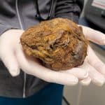 Scoiattolo di terra artico: trovato esemplare di 30000 anni %scoiattolo di terra artico: trovato esemplare di 30000 annicount(title)% Scoiattolo di terra artico: trovato esemplare di 30000 anni