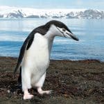 Cacca dei pinguini: importante per l'oceano antartico %cacca dei pinguini: importante per l'oceano antarticocount(title)% Cacca dei pinguini: importante per l'oceano antartico