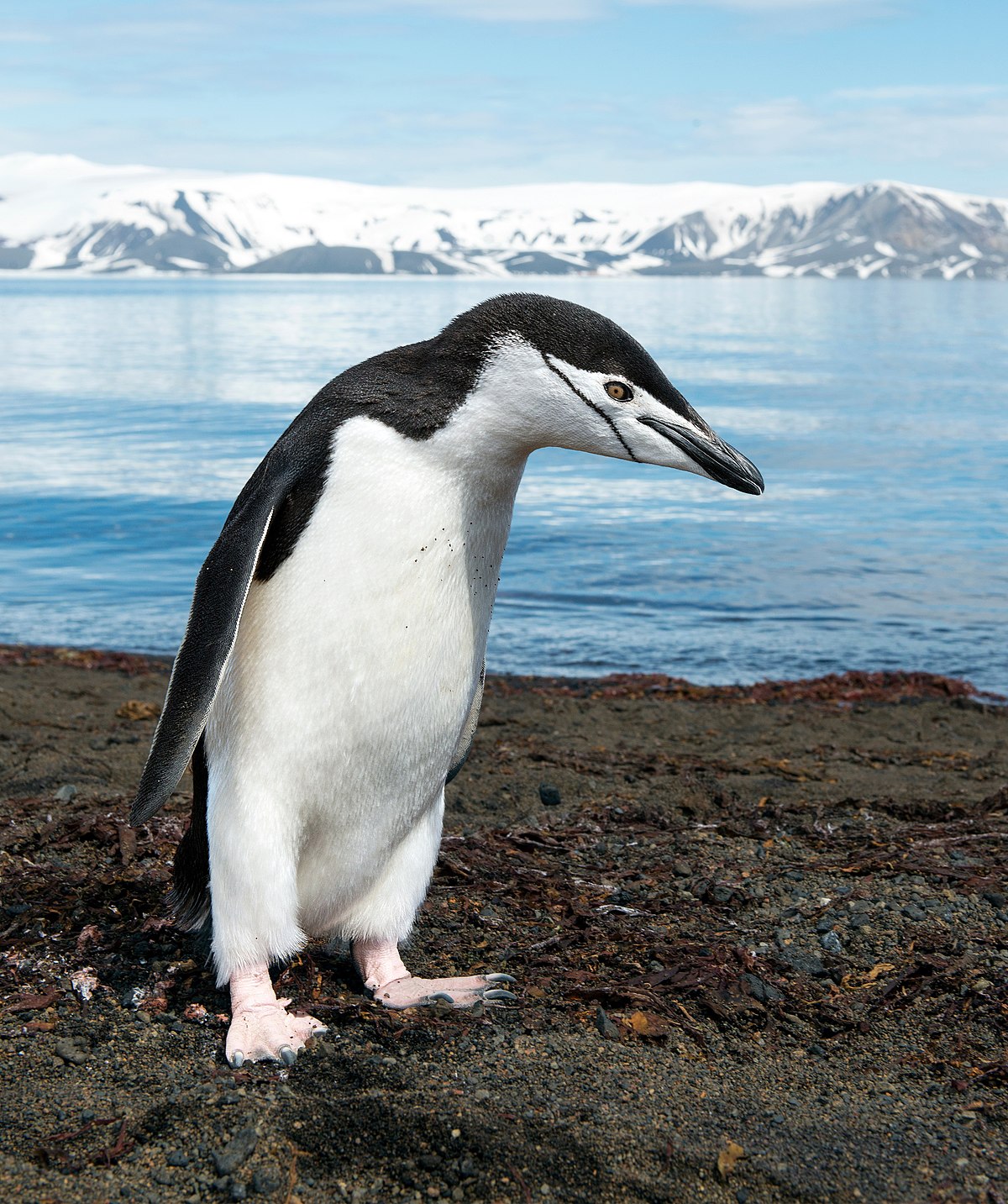 Cacca dei pinguini