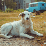 Cani di chernobyl: gli effetti di 37 anni di radiazioni %cani di chernobyl: gli effetti di 37 anni di radiazionicount(title)% Cani di chernobyl: gli effetti di 37 anni di radiazioni