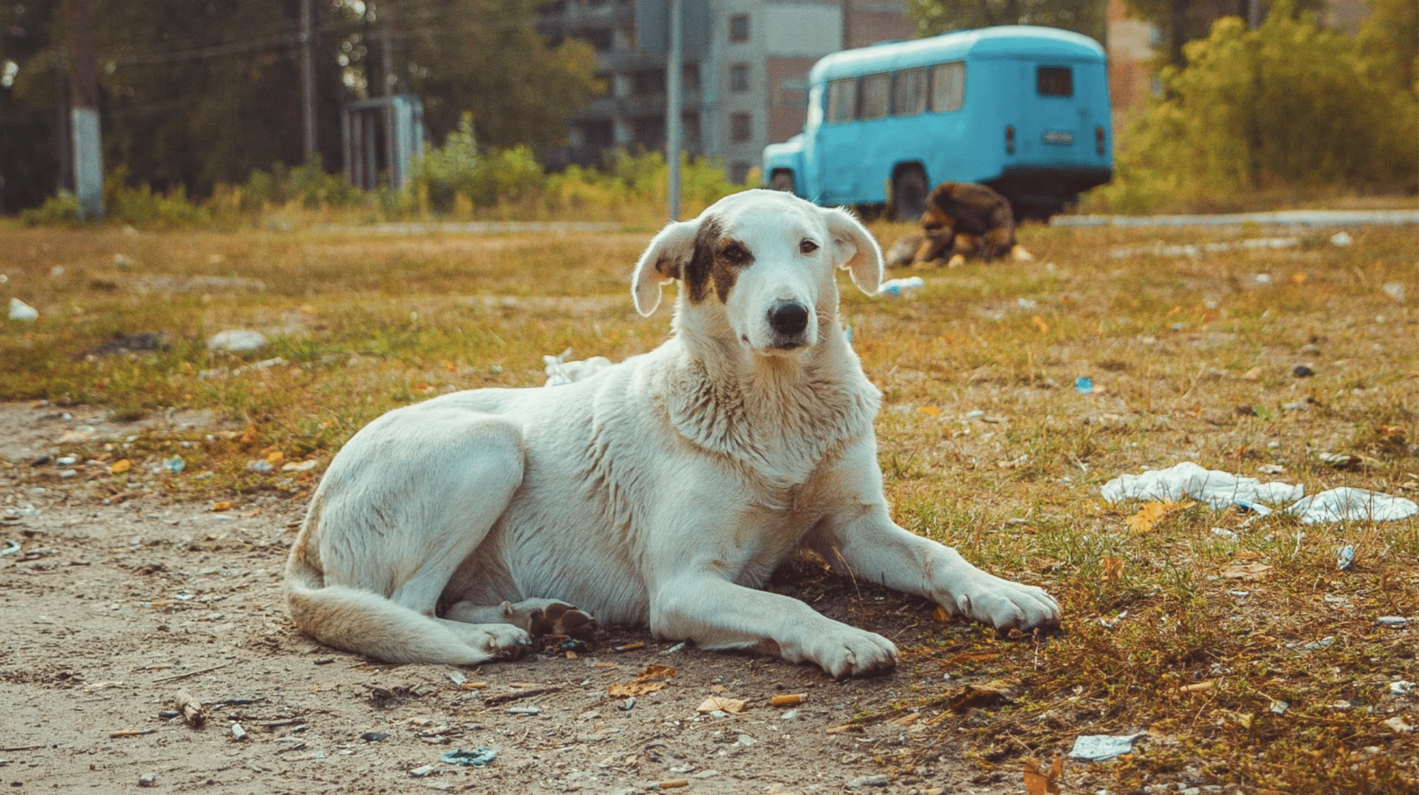 Cani di chernobyl