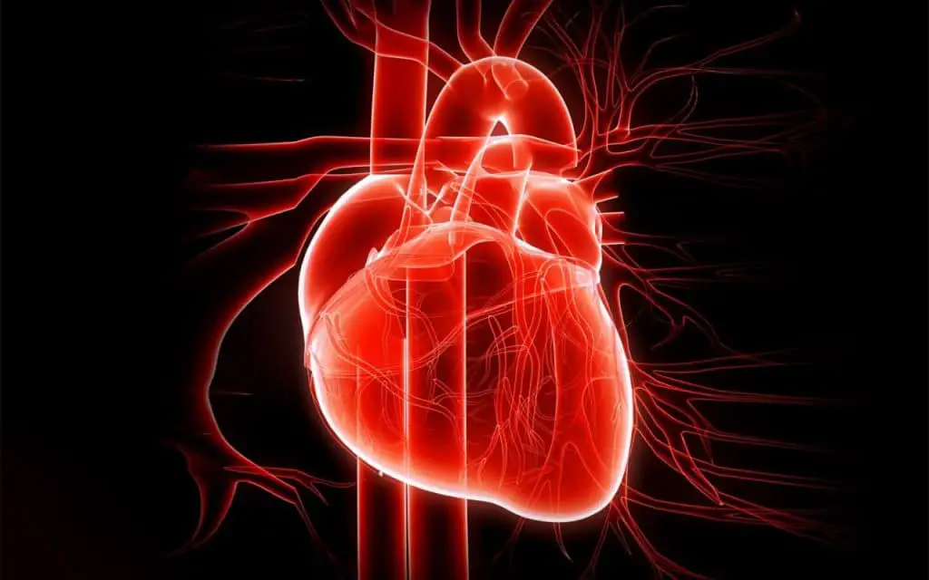 Trapianti cuore battente, aneurisma aortico, trapianto cardiaco parziale, terapia genica, HPV, Amiloidosi cardiaca