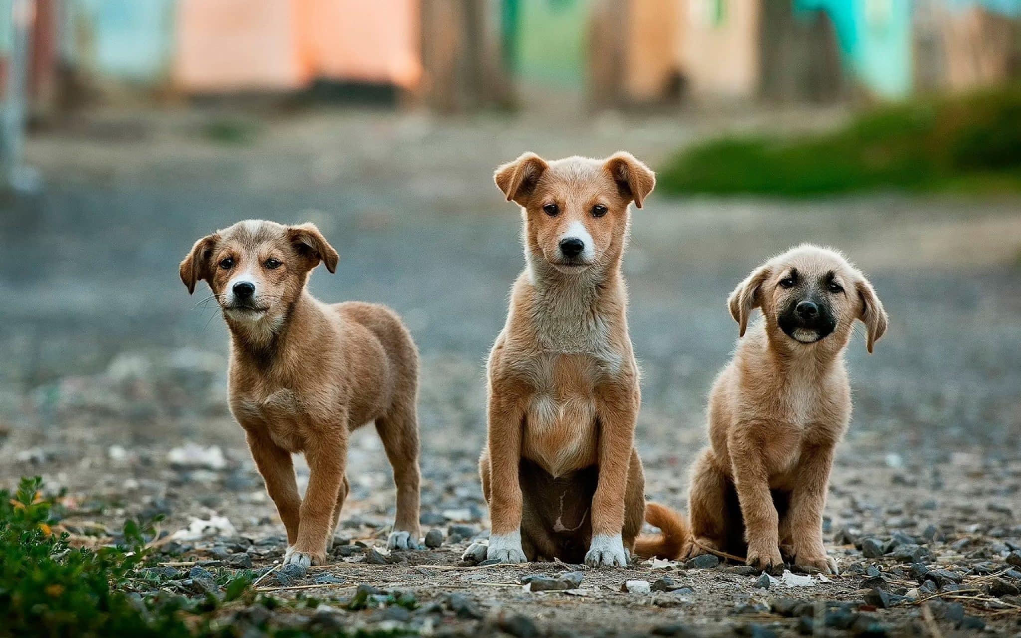 Cani di Chernobyl