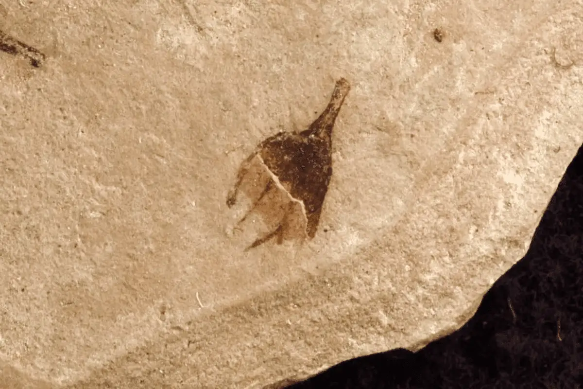 Fossile di peperoncino