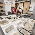 Fossile di peperoncino: avrebbe un'età di 50 milioni di anni %fossile di peperoncino: avrebbe un'età di 50 milioni di annicount(title)% Fossile di peperoncino: avrebbe un'età di 50 milioni di anni