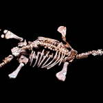 Plesiosauro: nello stomaco trovate 17 vertebre sconosciute %plesiosauro: nello stomaco trovate 17 vertebre sconosciutecount(title)% Plesiosauro: nello stomaco trovate 17 vertebre sconosciute