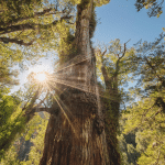 Alerce milenario: un esemplare vecchio più di 5000 anni %alerce milenario: un esemplare vecchio più di 5000 annicount(title)% Alerce milenario: un esemplare vecchio più di 5000 anni