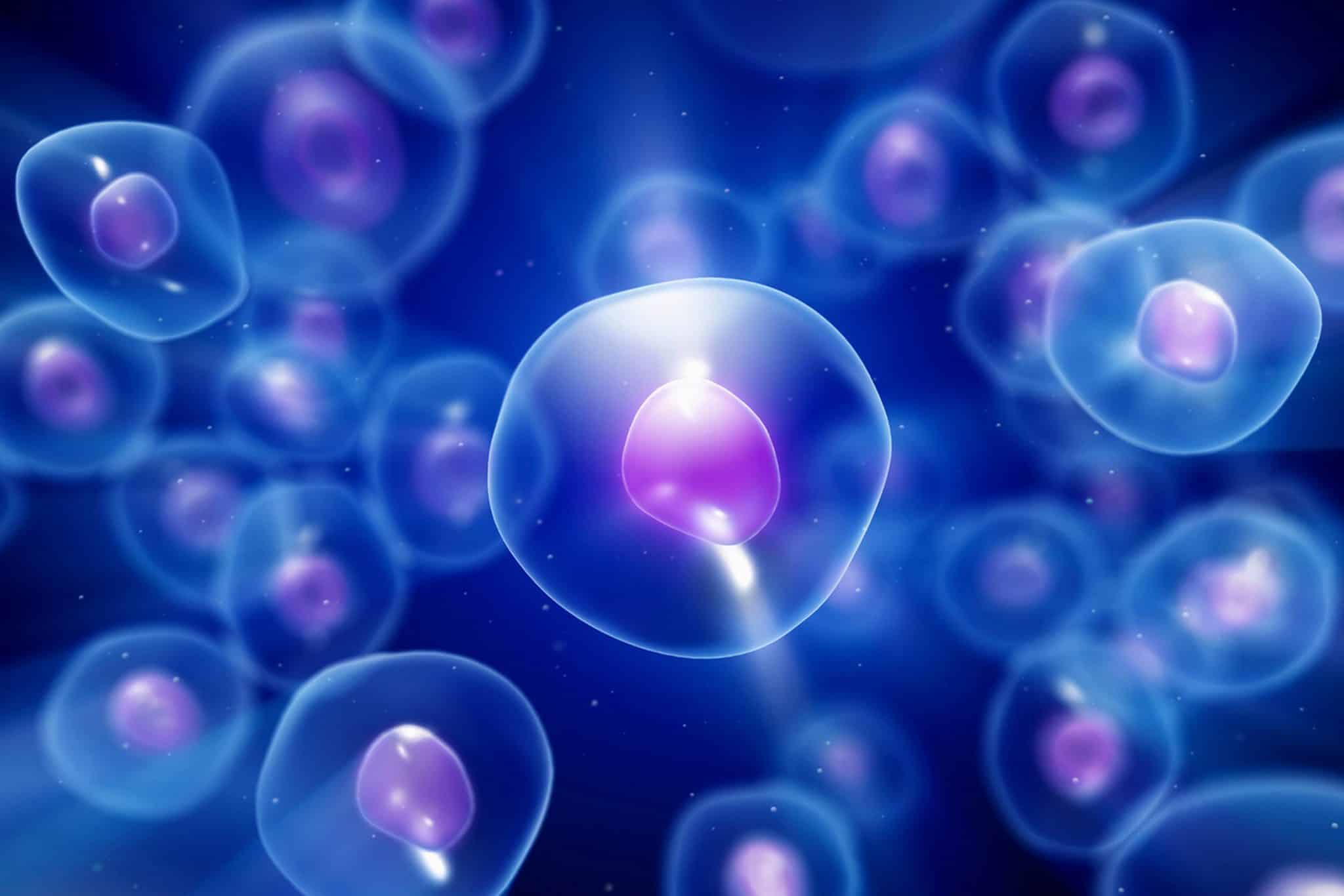 Perché le difese antitumorali invecchiano prima negli uomini? Lo studio %perché le difese antitumorali invecchiano prima negli uomini? Lo studiocount(title)% Perché le difese antitumorali invecchiano prima negli uomini? Lo studio