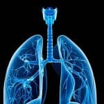 Cellule dei polmoni: come riparano i bronchi dopo un danno