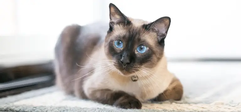 Fusa di un gatto