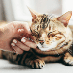 Il tuo gatto non sta bene? Guida ai segnali da non sottovalutare!