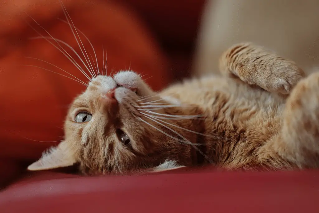 Il tuo gatto non sta bene? Guida ai segnali da non sottovalutare! %il tuo gatto non sta bene? Guida ai segnali da non sottovalutare! Count(title)% Fusa di un gatto