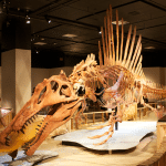Dinosauri in thailandia: la cronologia cambia di 20 milioni di anni %dinosauri in thailandia: la cronologia cambia di 20 milioni di annicount(title)% Dinosauri in thailandia: la cronologia cambia di 20 milioni di anni