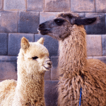 Lama e alpaca: quali sono le differenze tra queste 2 specie? %lama e alpaca: quali sono le differenze tra queste 2 specie? Count(title)% Lama e alpaca: quali sono le differenze tra queste 2 specie?