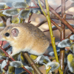Topo spinoso: nuova scoperta sulla sua evoluzione