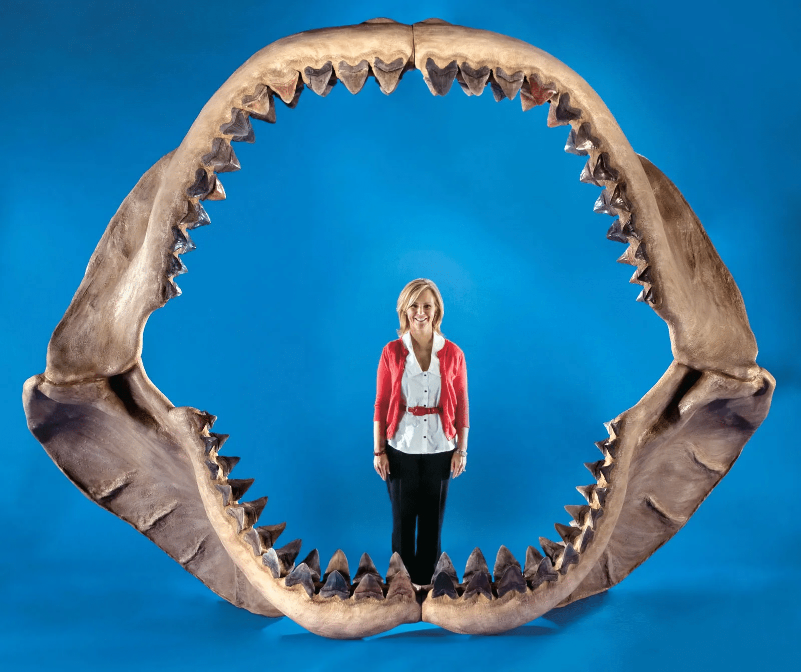 Megalodonte