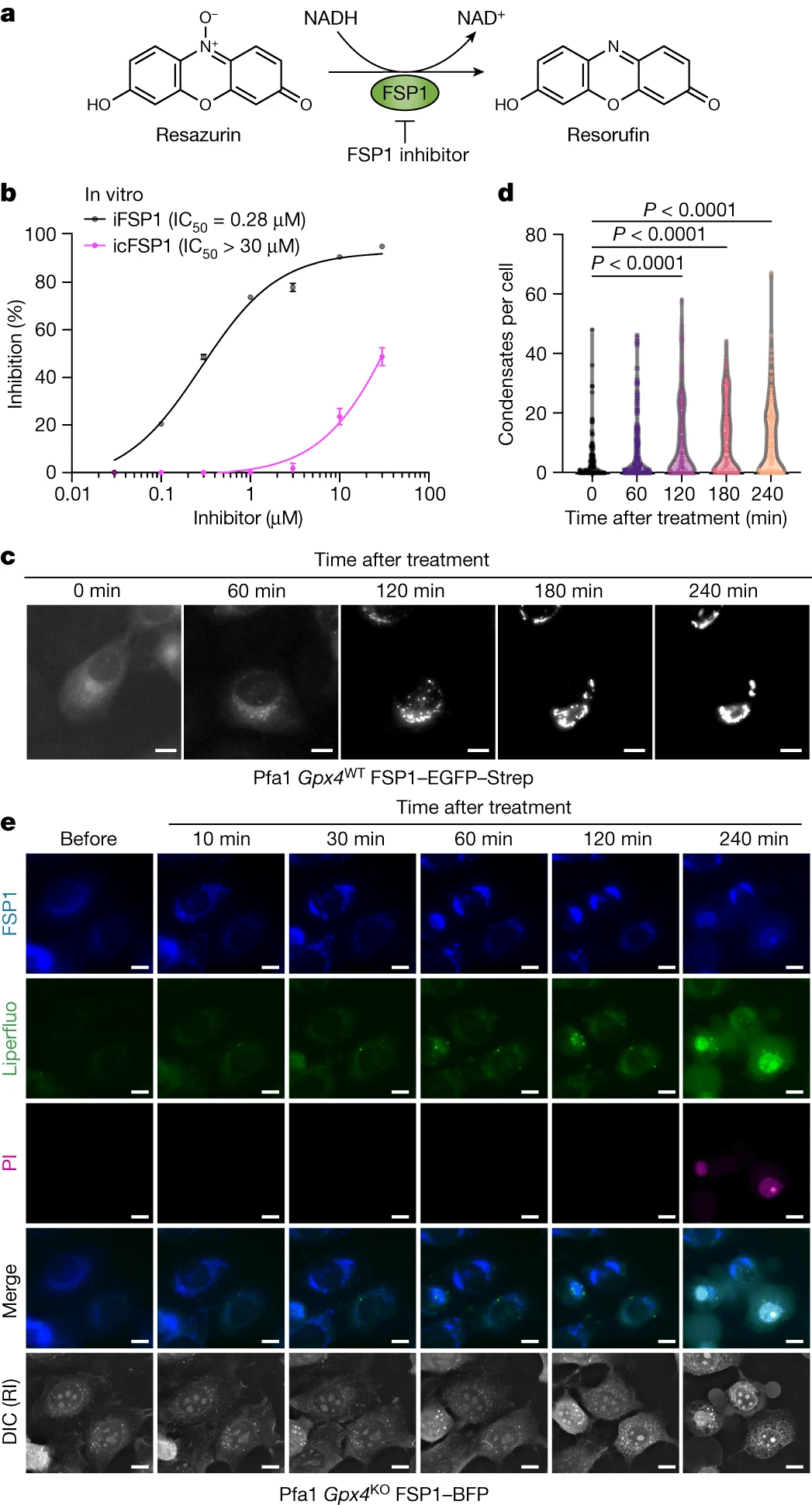 Icfsp1